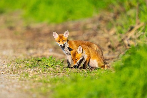 Fox (Vulpes vulpes) puppies Germany