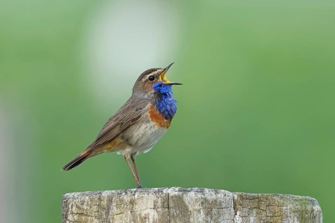 Bluethroat (Luscinia svecica cyanecula), male, singing on a pasture fence post, wildlife, Lembruch,