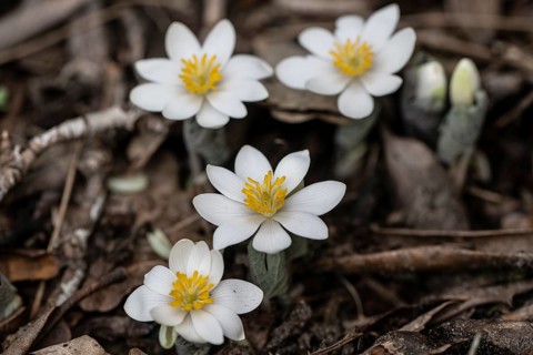 Canadian bloodroot (Sanguinaria canadensis), Emsland, Lower Saxony, Germany, Europe