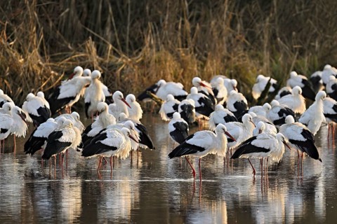 White storks (Ciconia ciconia), large flock roosting in shallow water, Flachsee, Canton Aargau,