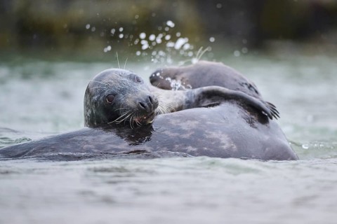 Grey seal (Halichoerus grypus) playing with each other in the water, sea, Düne, Helgoland,
