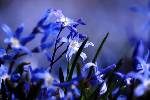 Scilla, March, Germany, Europe