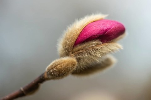 Star magnolia (Magnolia stellata Hybride), bud, Rhineland-Palatinate, Germany, Europe