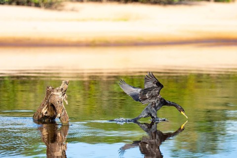 Humboldt Cormorant (Phalacrocorax brasilianus) Pantanal Brazil