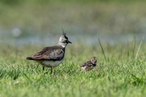 Lapwing (Vanellus vanellus) with young, Lower Saxony, Germany, Europe