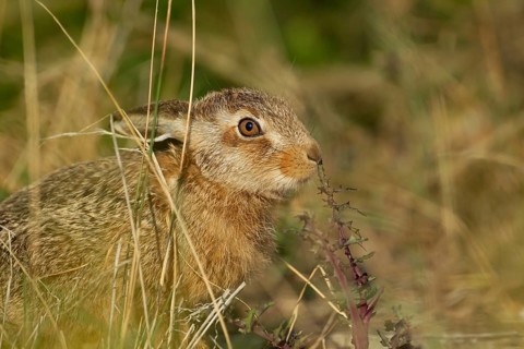 European brown hare (Lepus europaeus) juvenile leveret in grassland smelling a thistle leaf in
