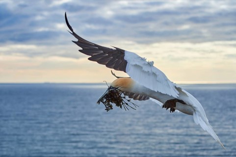 Northern gannet (Morus bassanus) flying over the sea with rivet material in the beak, landing