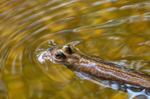 Largescale four-eyes (Anableps anableps), species of four-eyed fish native to fresh and brackish