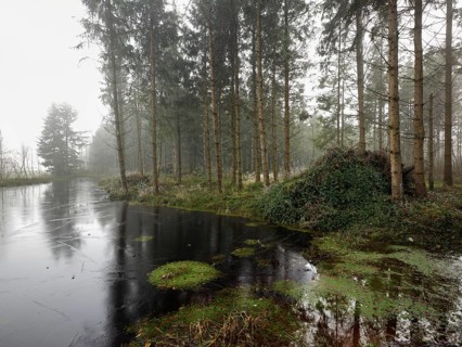Ballmoos forest reserve, raised bog in the fog, Lieliwald, Lindenberg, Horben, Canton Lucerne,