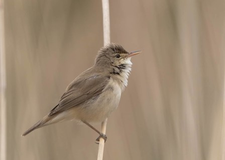 Eurasian Reed Warbler (Acrocephalus scirpaceus) singing in reedbed, Wales, United Kingdom, Europe