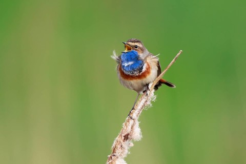 Bluethroat (Luscinia svecica cyanecula) male singing from cattail, Netherlands
