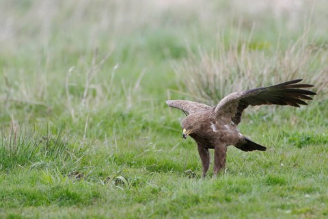 Schreiadler, lat. Aquila pomarina, auf Wiese stehend und Fallwild kröpfend