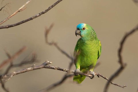 St. Lucia Amazon (Amazona versicolor) perched on a branch, Bolivia, South America