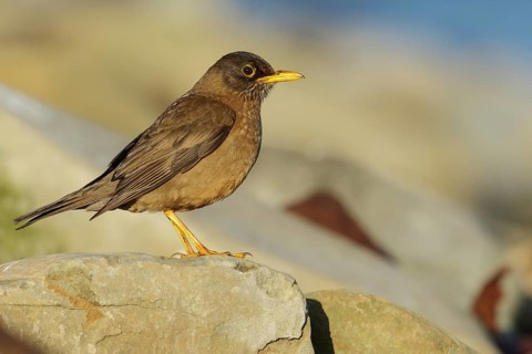Austral Thrush (Turdus falklandii) on a rocky beach in the Falkland Islands