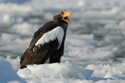 Steller's Sea Eagle (Haliaeetus pelagicus) calling, Hokkaido, Japan, Asia