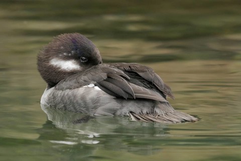 Bufflehead (Bucephala albeola) female, California, USA, North America