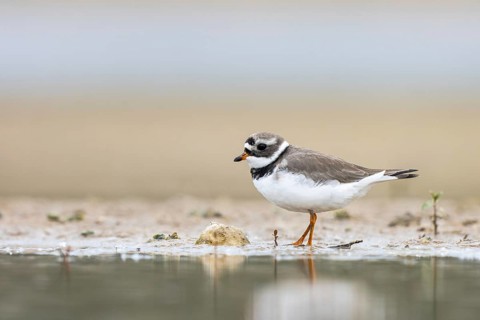 Common Ringed Plover (Charadrius hiaticula) foraging, North Rhine-Westphalia, Germany, Europe