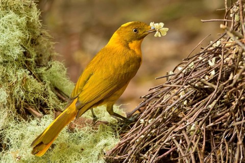 Golden Bowerbird (Prionodura newtoniana) male, Queensland, Australia, Oceania