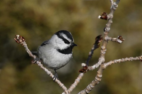 Mountain Chickadee (Poecile gambeli), New Mexico, USA, North America