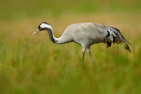 Common Crane, Grus grus, big bird in the nature habitat, Lake Hornborga, Sweden. Crane in the green