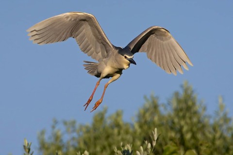 Black-crowned Night Heron (Nycticorax nycticorax) flying, Mallorca, Spain, Europe