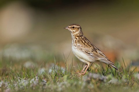 Woodlark (Lullula arborea), Cyprus, Europe