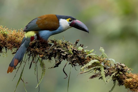 Black-billed Mountain Toucan (Andigena nigrirostris) perched on a branch in Colombia, South America