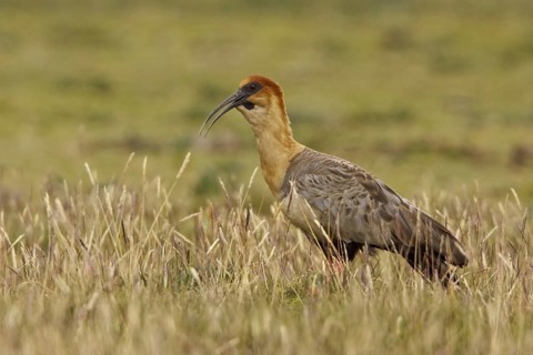 Black-faced Ibis (Theristicus melanopis), Ecuador, South America