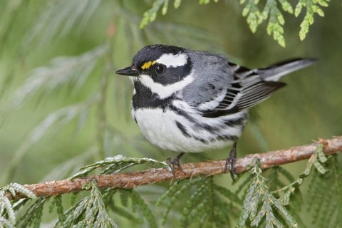 Black-throated Grey Warbler (Setophaga nigrescens), British Columbia, Canada, North America