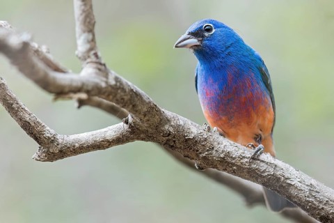 Rose-bellied Bunting (Passerina rositae) perched on a branch in Oaxaca, Mexico, Central America