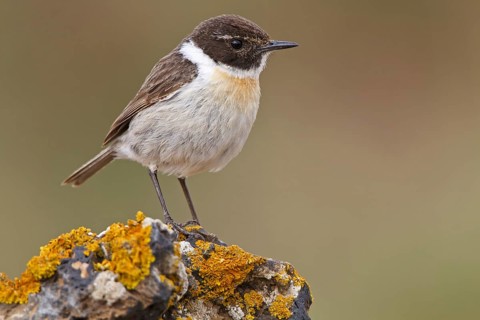 Canary Islands Stonechat (Saxicola dacotiae), Fuerteventura, Spain, Europe
