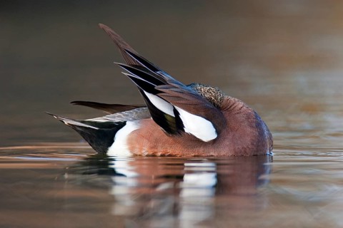 American Wigeon (Mareca americana) male, British Columbia, Canada, North America