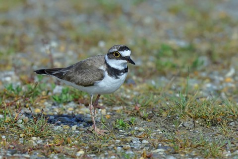 Little Ringed Plover (Charadrius dubius) adult bird standing on a gravel bank at the lakeshore,