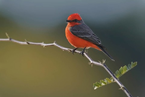 Vermilion Flycatcher (Pyrocephalus rubinus), Arizona, USA, North America