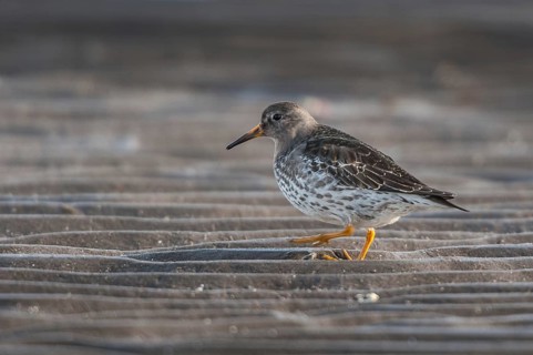 Purple Sandpiper (Calidris maritima), Varanger, Norway, Europe