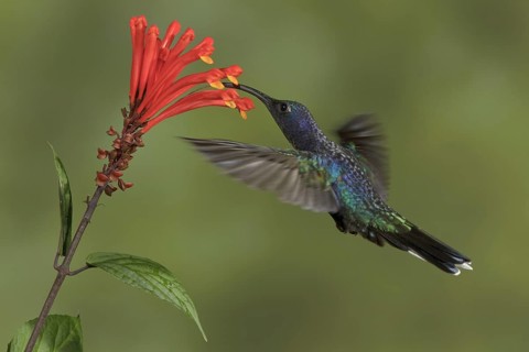 Violet Sabrewing (Campylopterus hemileucurus), Costa Rica, Central America
