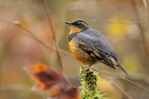 Varied Thrush (Ixoreus naevius), British Columbia, Canada, North America