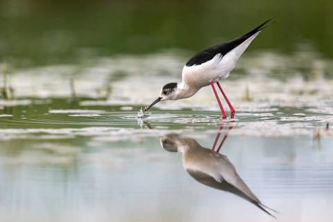 Black-winged Stilt (Himantopus himantopus), foraging in the water, Neusiedler See-Seewinkel