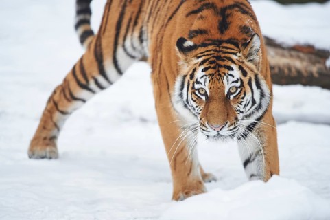 Close-up of a Siberian tiger (Panthera tigris altaica) cub, captive