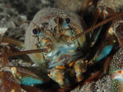 Close-up of a signal crayfish (Pacifastacus leniusculus), American crayfish, invasive species, its
