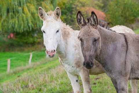 Two donkeys (Equus asinus asinus) or domestic donkeys, completely grey-coloured variant with eel