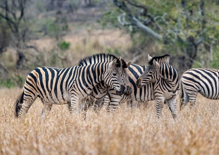 Plains zebras (Equus quagga), cuddling, heads together, in high grass, Kruger National Park, South