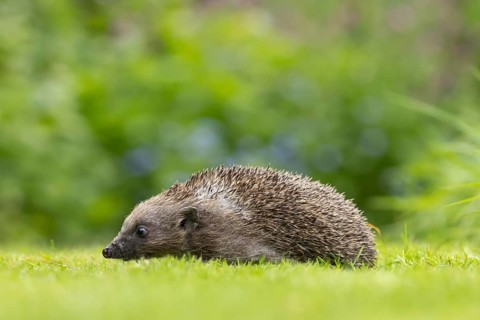 European hedgehog (Erinaceus europaeus) adult animal on a garden lawn, England, United Kingdom,