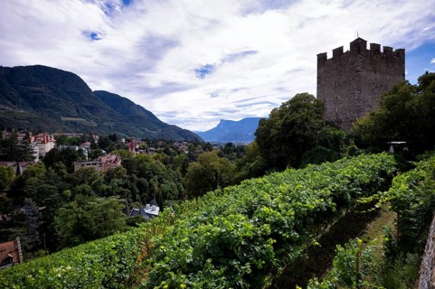 Powder tower between vines, wine-growing area, Tappeinerweg, Tappeiner promenade, high-altitude