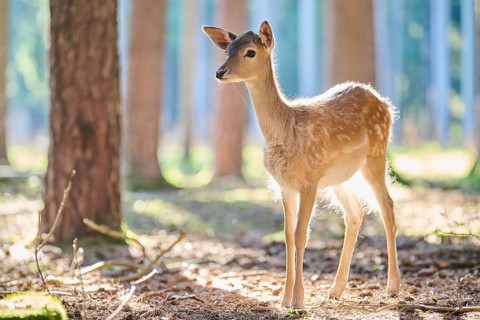 European fallow deer (Dama dama) youngster in a forest, Bavaria, Germany, Europe