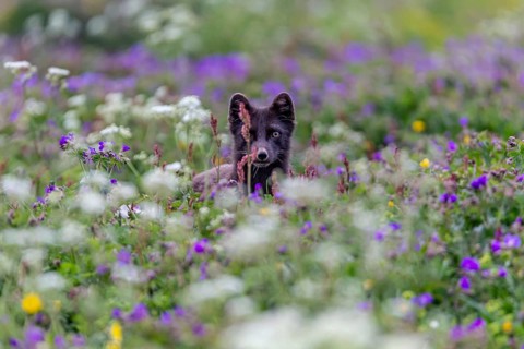 Dark arctic fox (Vulpes lagopus), ice fox, standing in a flower meadow, frontal, summer,