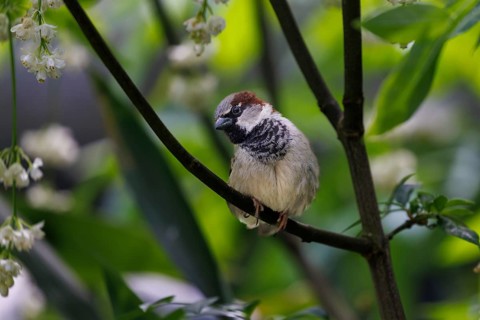 House Sparrow (Passer domesticus), Germany, Europe