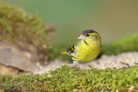 Eurasian siskin (Carduelis spinus), male sitting on moss, mossy ground, Wilnsdorf, North