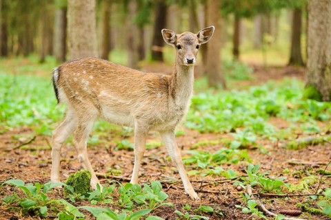 European fallow deer (Dama dama) hind standing in a forest, Bavaria, Germany, Europe