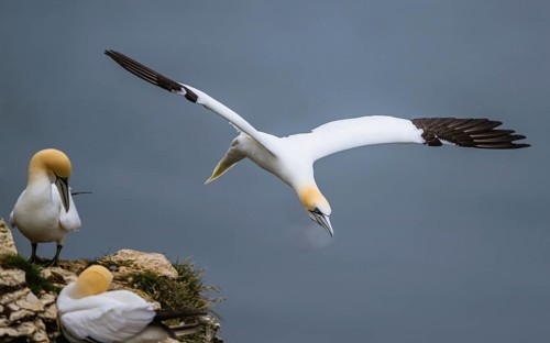 Northern Gannet, Morus bassanus, bird in flight over sea, Bempton Cliffs, North Yorkshire, England,